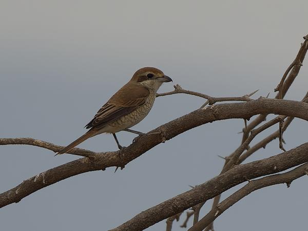 <h3><a href="/trips/oman/biota/animalia/chordata/aves/040 passeriformes/048 laniidae/lanius cristatus/lanius cristatus-nl.html">Lanius&nbsp;cristatus</a> / Brown&nbsp;shrike / Bruine&nbsp;klauwier</h3>OM-1 Mark II met OLYMPUS M.150-400mm F4.5, 1/2000 sec  bij F4.5, ISO 200, afstand 32.3&nbsp;m